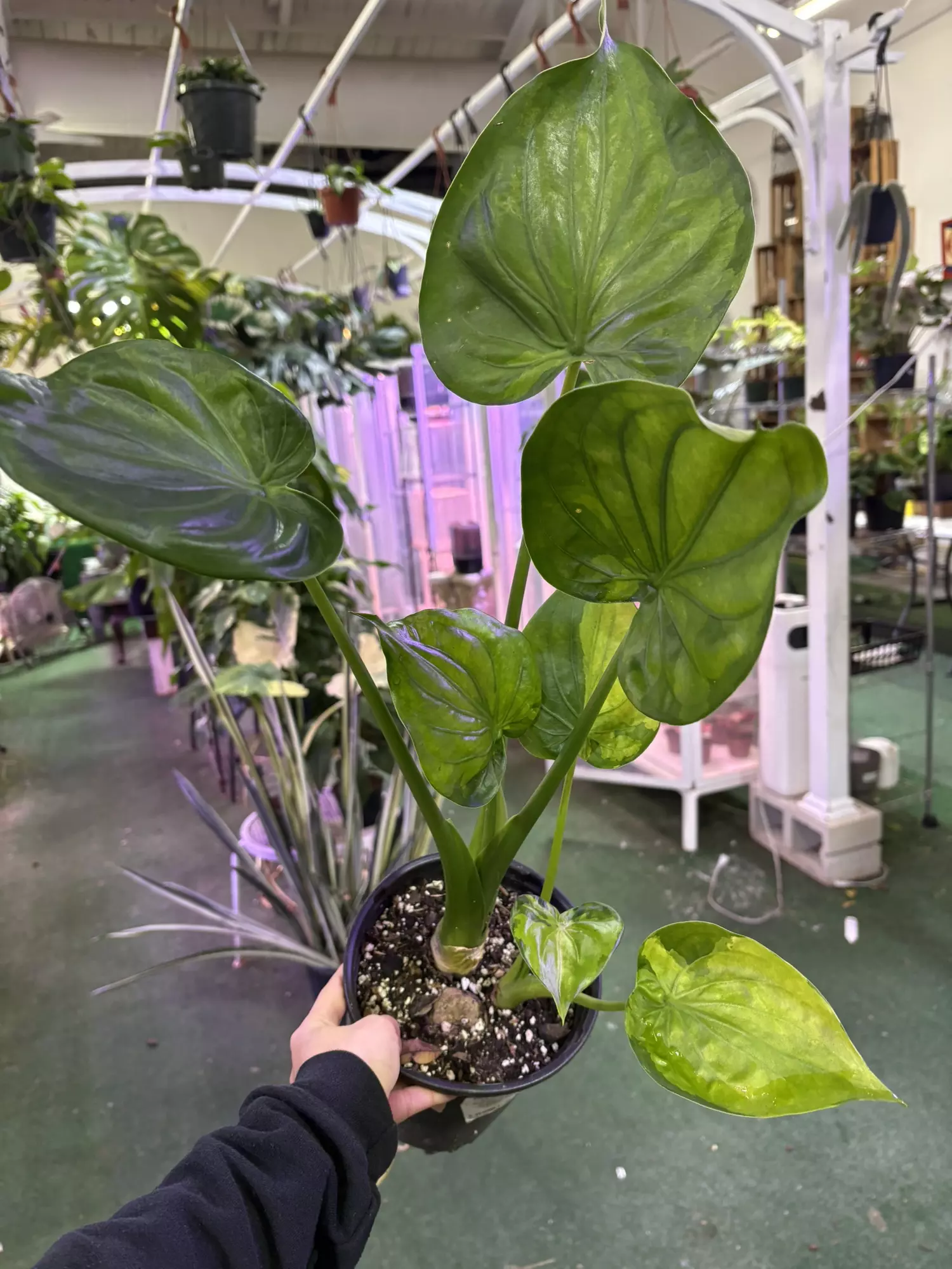 plant/Alocasia calcullata variegate 5”-0
