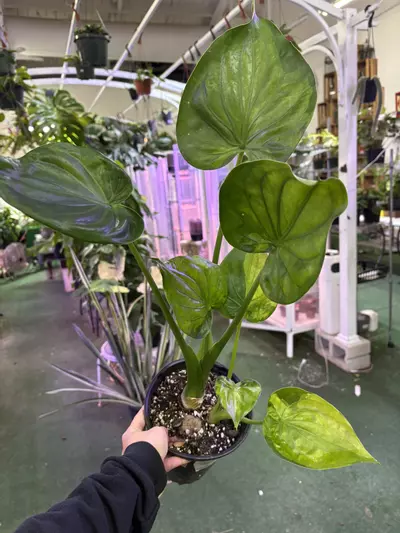 plant/Alocasia calcullata variegate 5”-0-thumbnail
