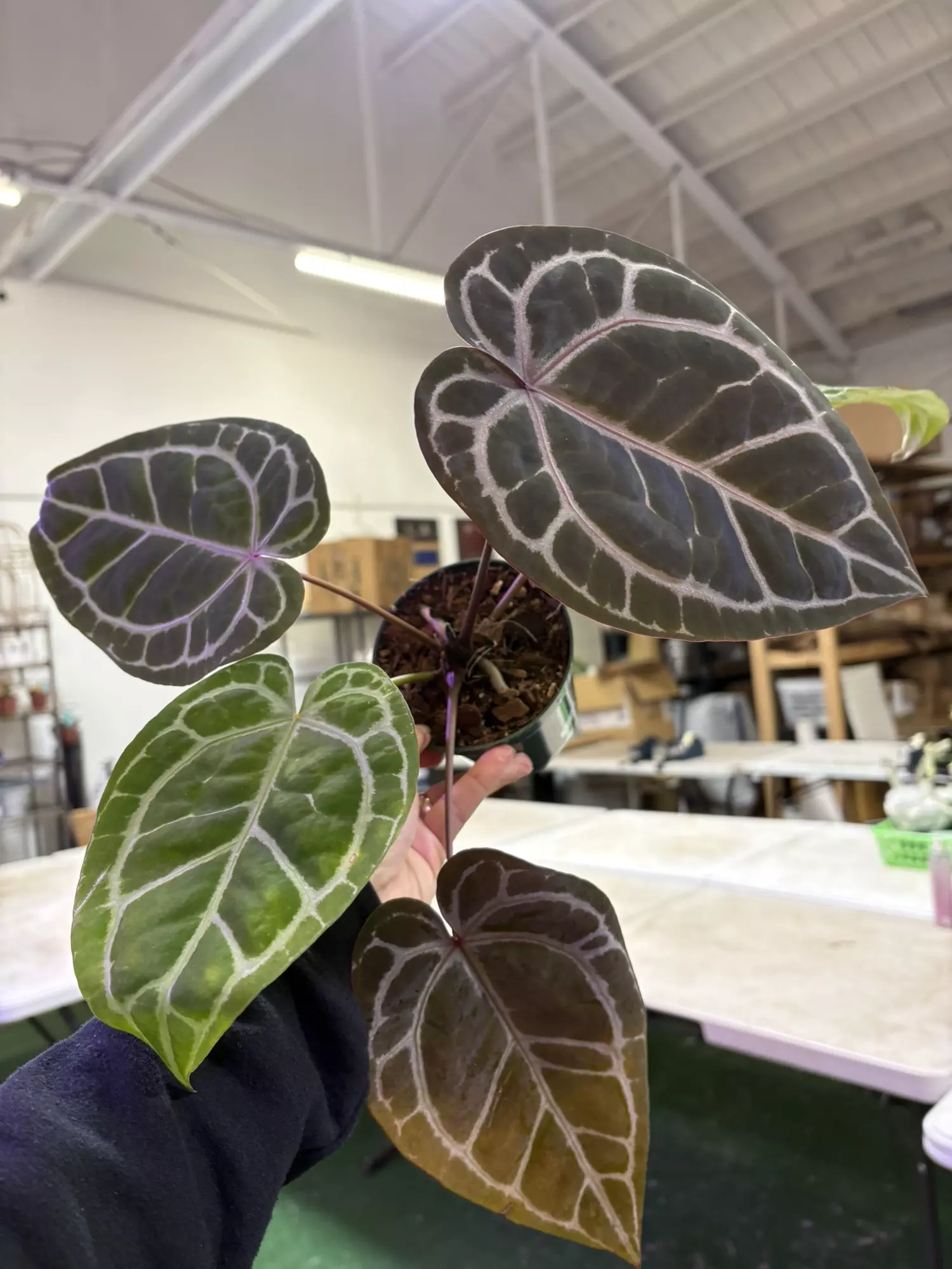 plant/Anthurium red crystalline 4”-0