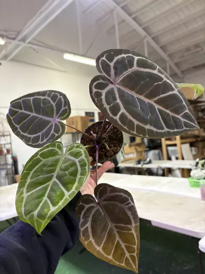 plant/Anthurium red crystalline 4”-0-thumbnail