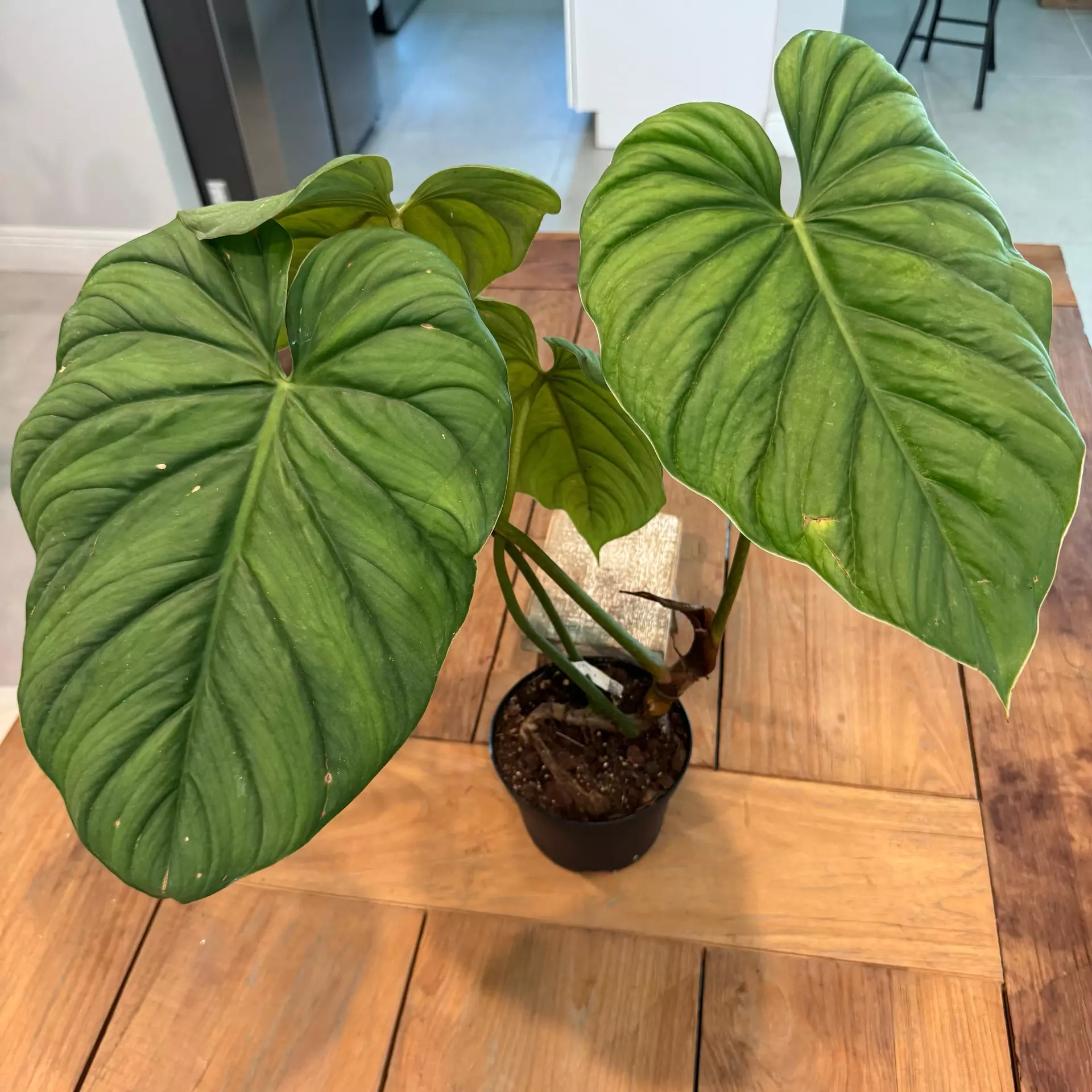 plant/Philodendron plowmanii 6 inch 
Ref 7095 
-0