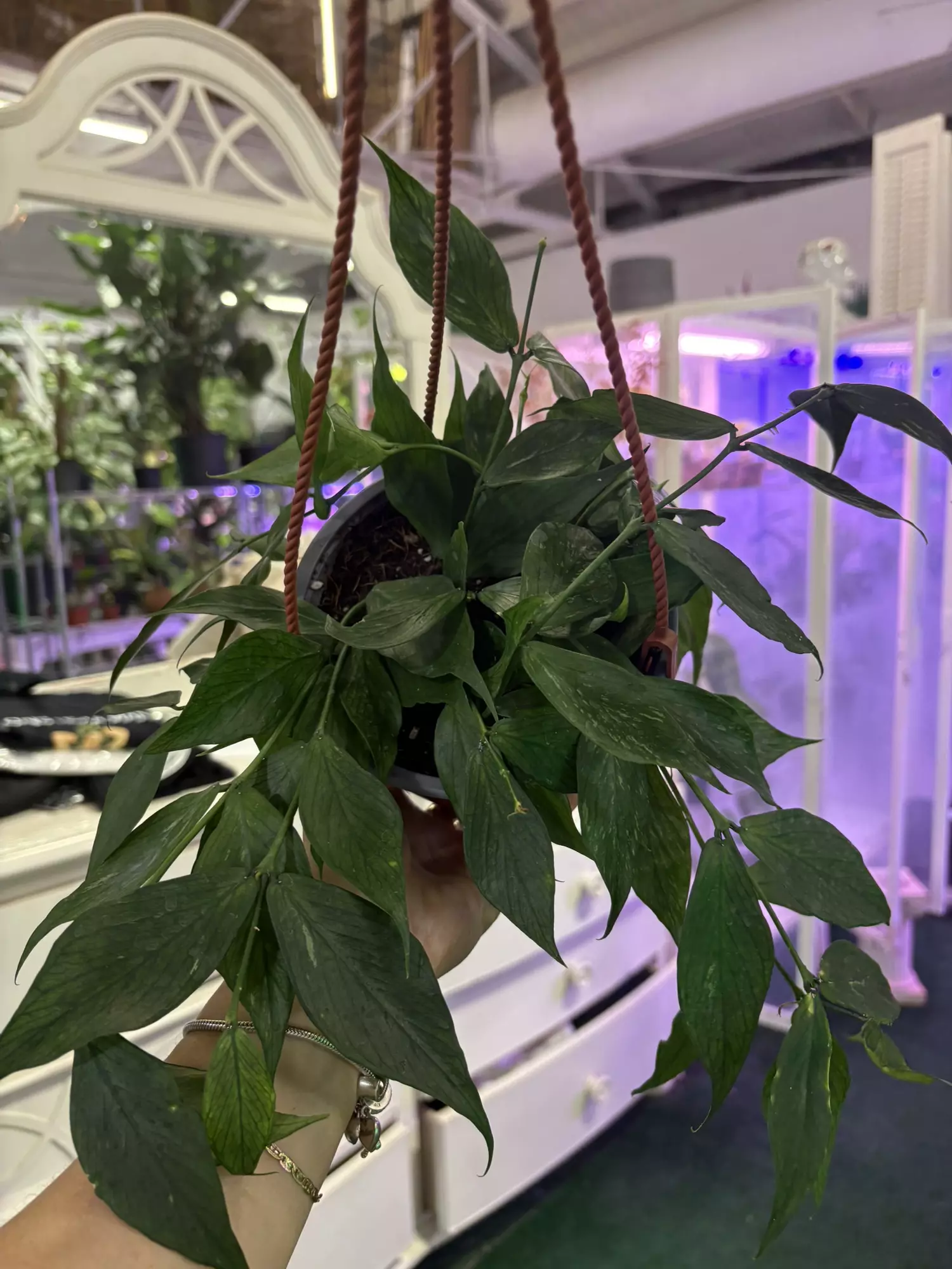 plant/Hoya polyneura 6” brodget -0