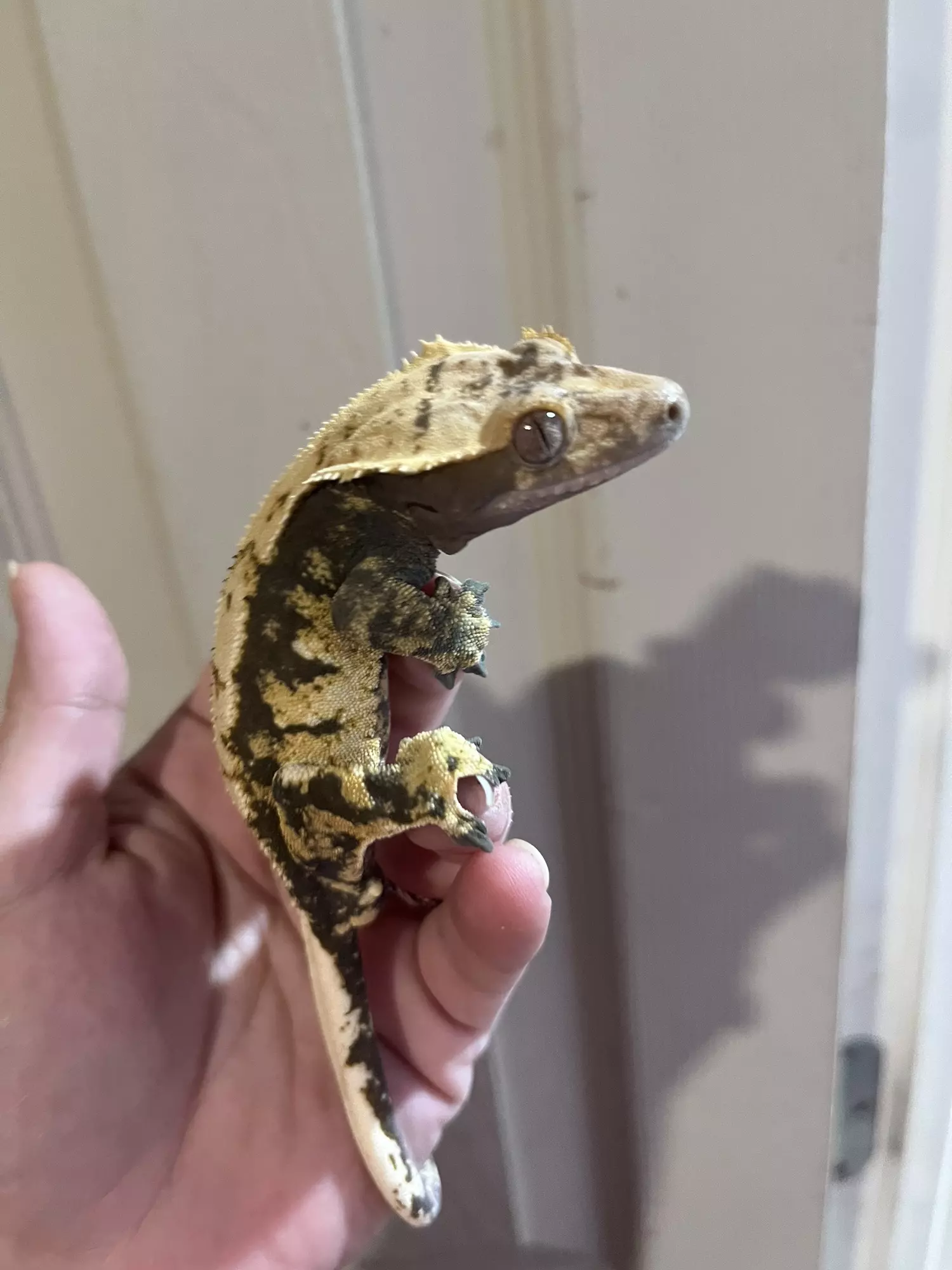 plant/Kds line male subadult 9.24.24 tricolor harlequin-1