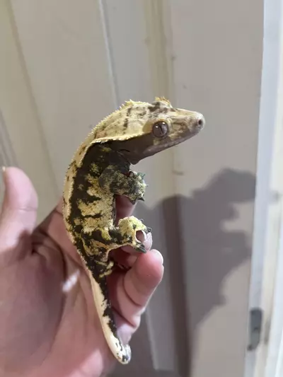 plant/Kds line male subadult 9.24.24 tricolor harlequin-1-thumbnail