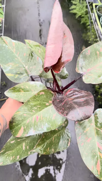 plant/Orange princess -0-thumbnail