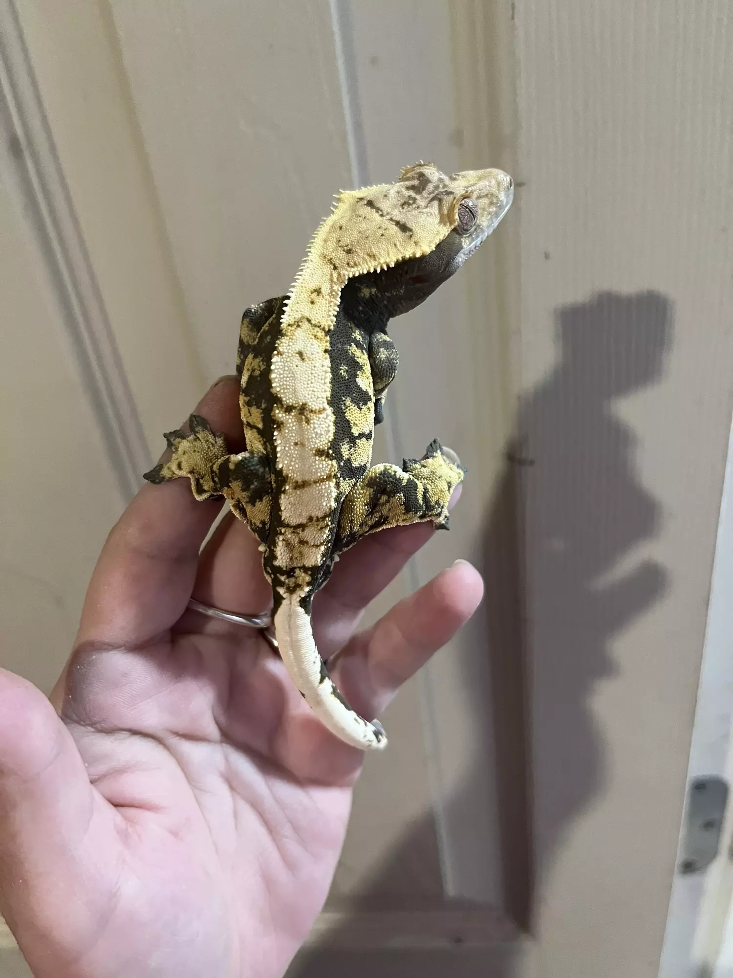 plant/Kds line male subadult 9.24.24 tricolor harlequin-4