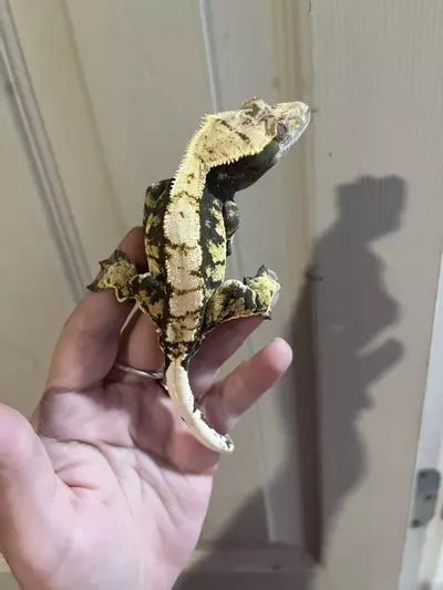 plant/Kds line male subadult 9.24.24 tricolor harlequin-4-thumbnail