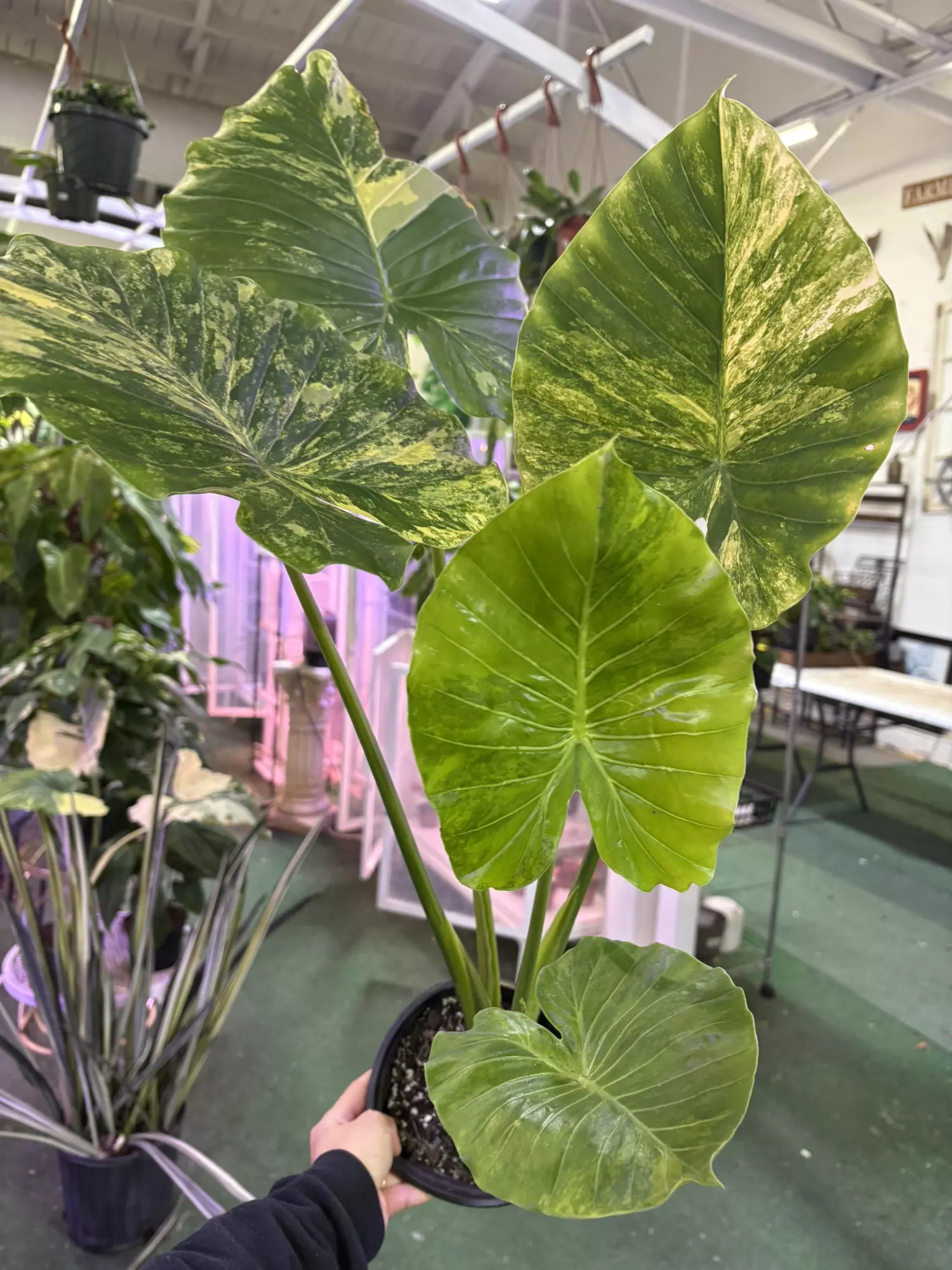 plant/Alocasia Odora aurea 6”-0