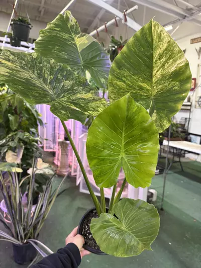 plant/Alocasia Odora aurea 6”-0-thumbnail