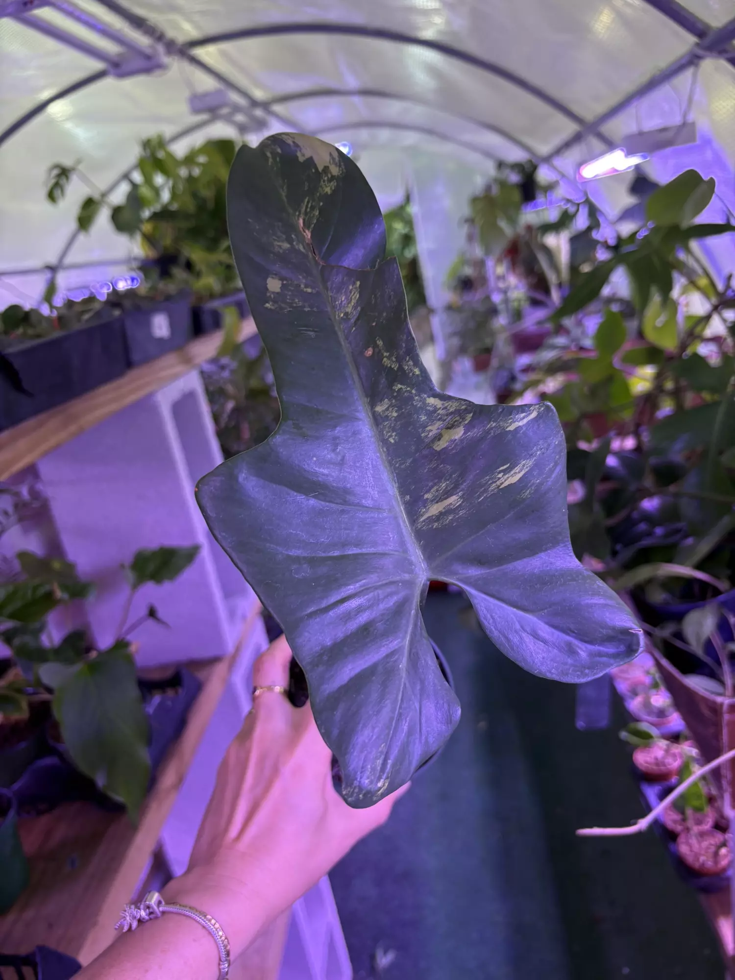 plant/Philodendron bippenifolium aurea 4”-0