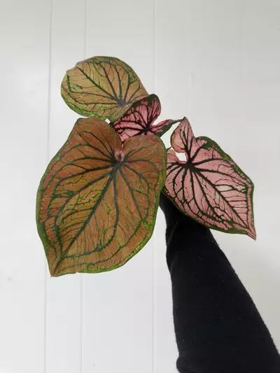 plant/Caladium Thai hybrid -0-thumbnail