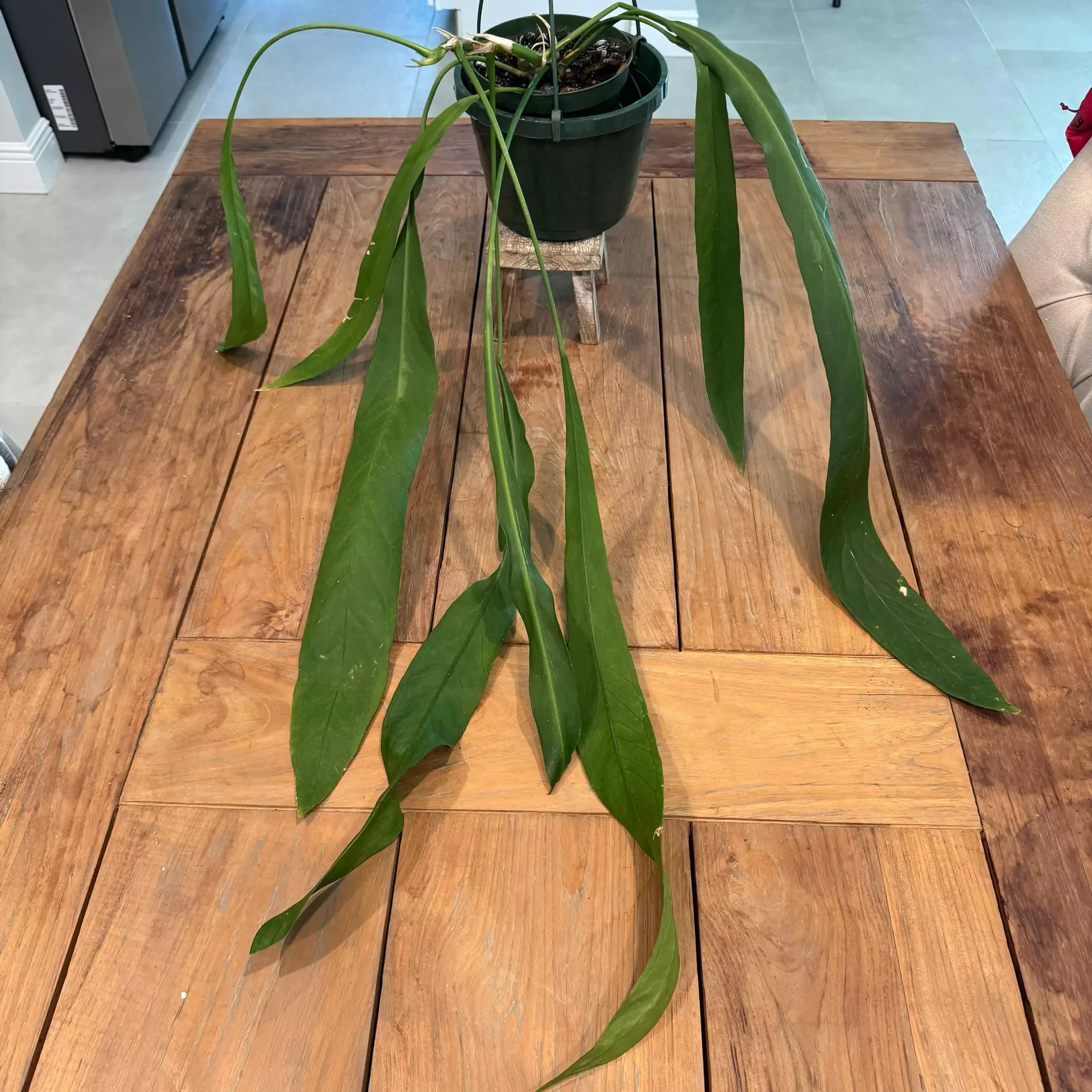 plant/Anthurium vittarifolium 6 inch 
Ref 0929
-0