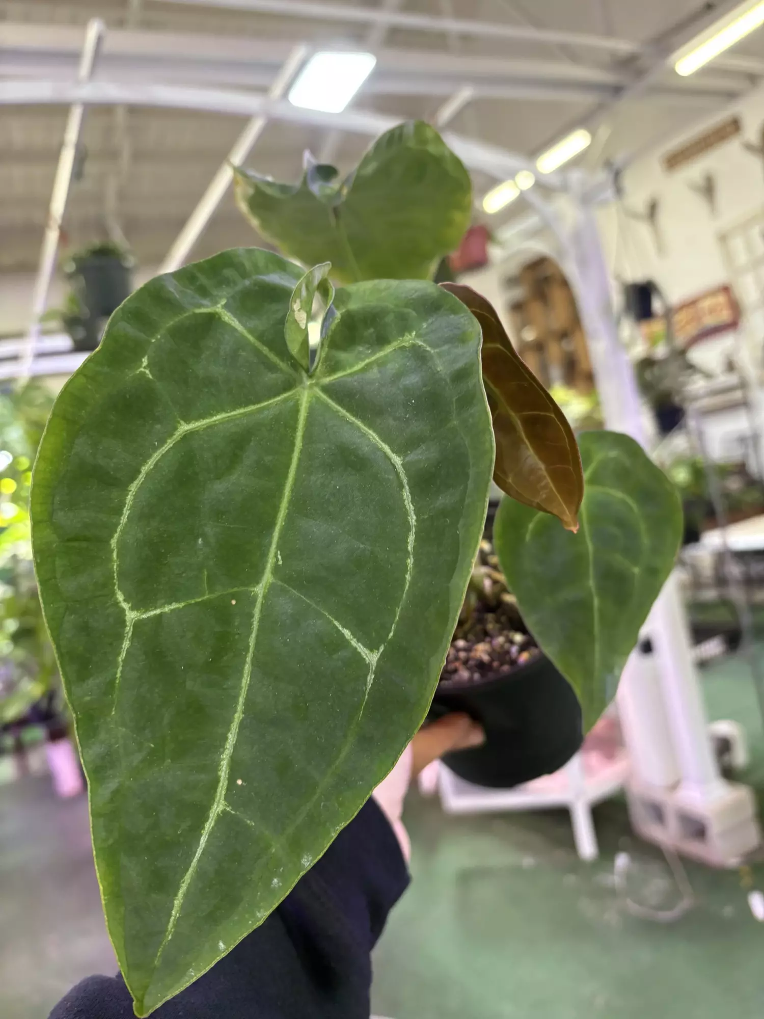 plant/Anthurium forgeti 6”-0