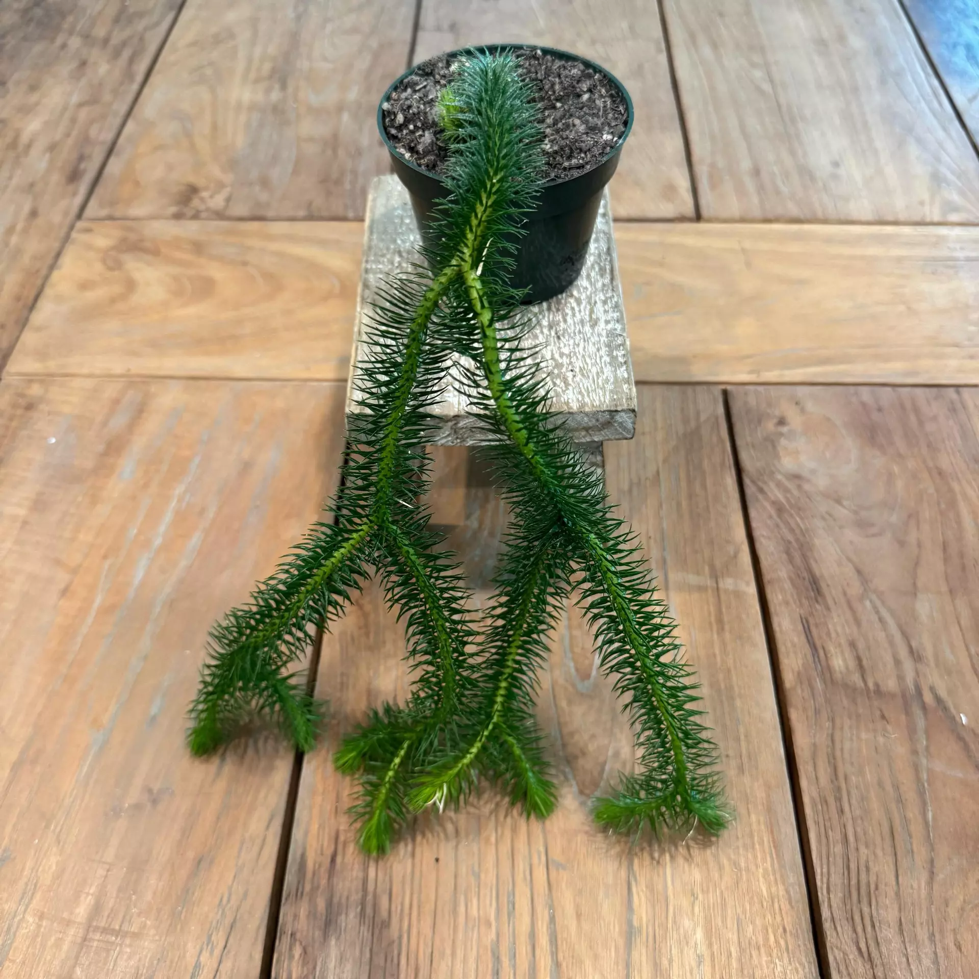 plant/Lycopodium 4 inch 
Ref 2254
-0