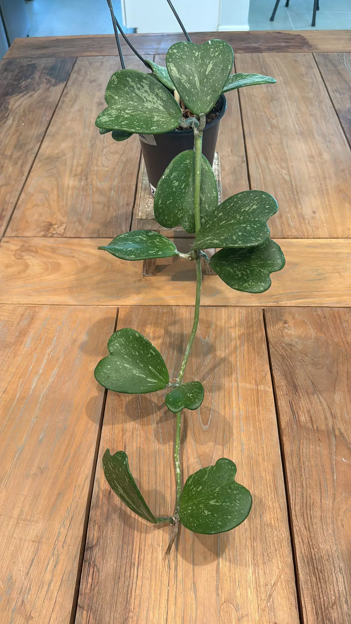 plant/Hoya Kerri heart splash 4 inch 
Ref 2398-0