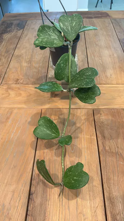 plant/Hoya Kerri heart splash 4 inch 
Ref 2398-0-thumbnail