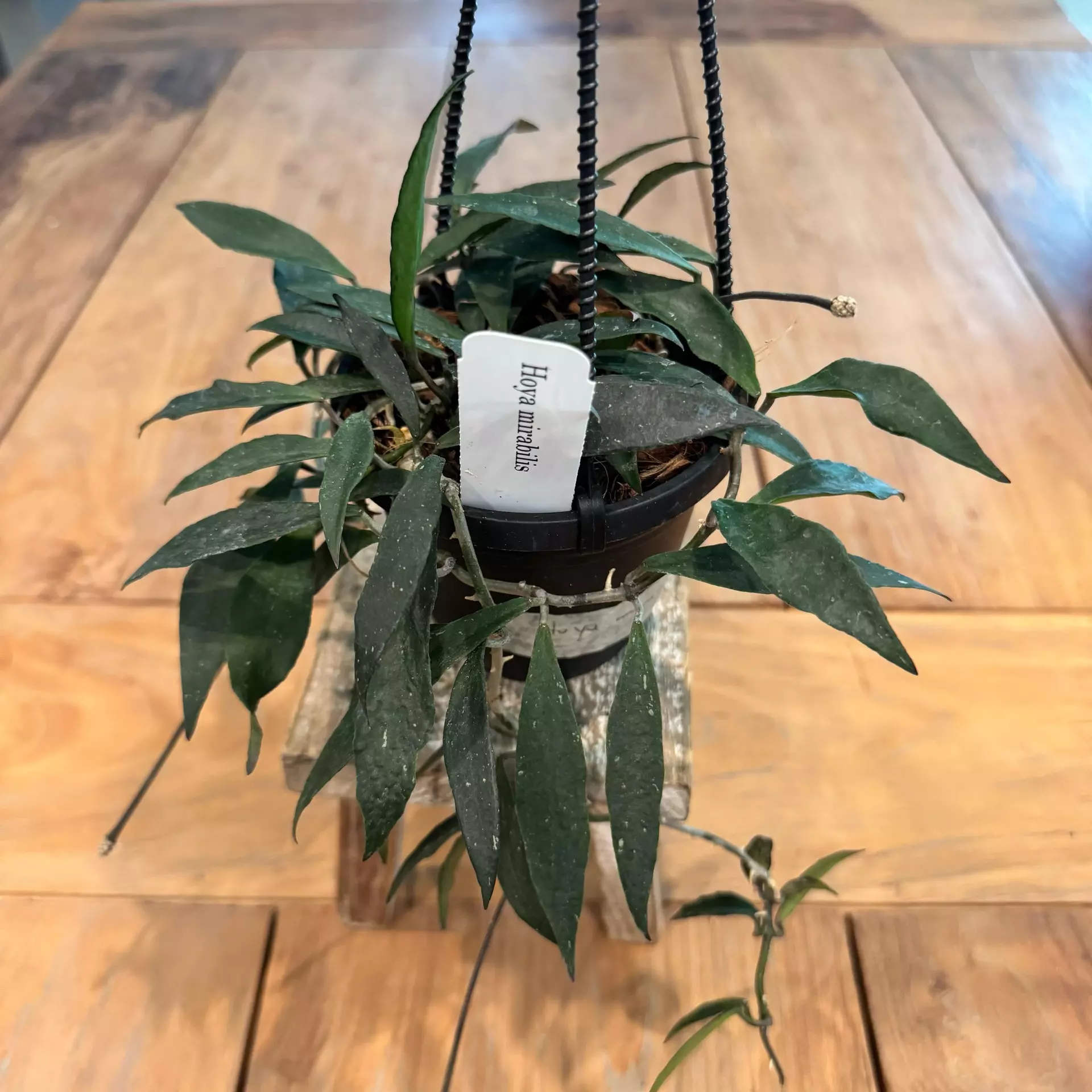 plant/Hoya mirabilis 4 inch 
Ref 2712
-0