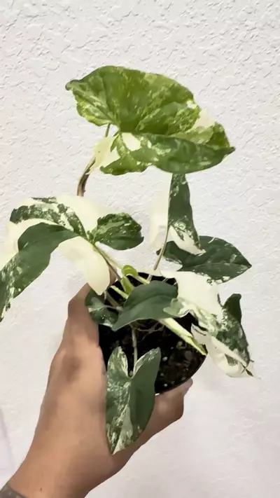 plant/Syn albo #2-0-thumbnail