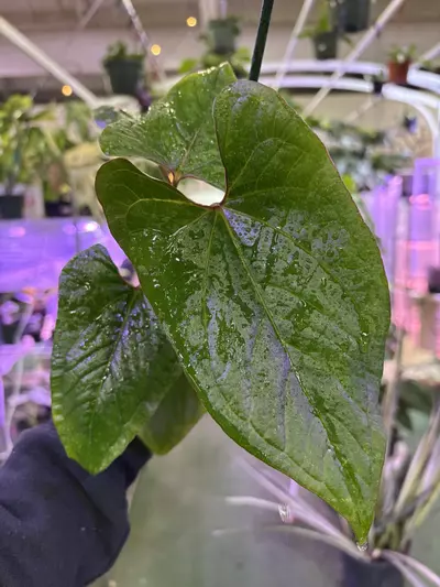 plant/Anthurium Sagittarius 4”-0-thumbnail
