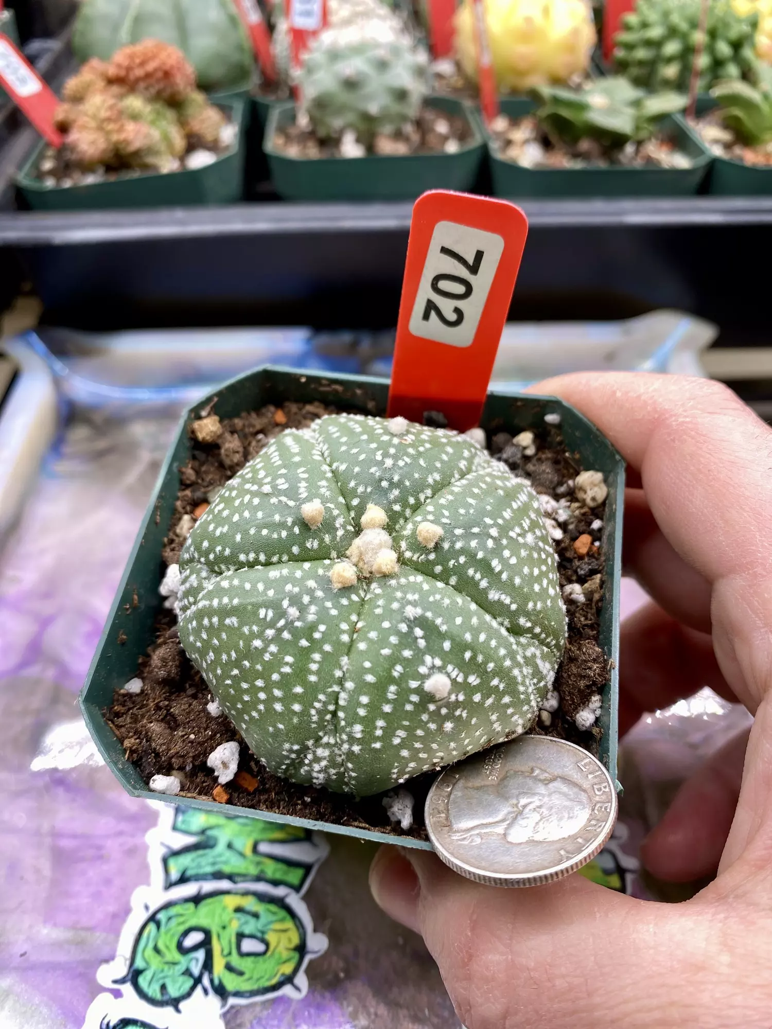 plant/702 Astro Asterias 5-Rib Fukuryu Flocked-0