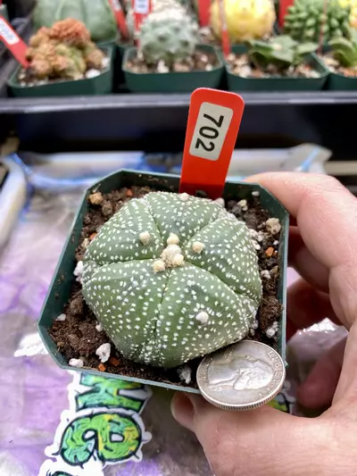 plant/702 Astro Asterias 5-Rib Fukuryu Flocked-0-thumbnail