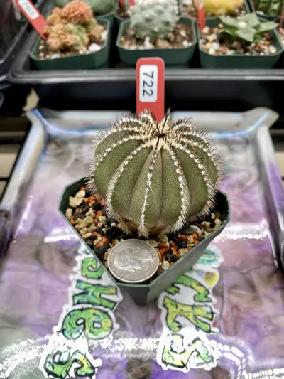 plant/722 Uebelmannia Pectinifera-0-thumbnail