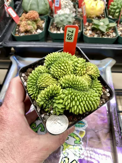 plant/739 Sensitive Skin Inermis Cristata-0-thumbnail