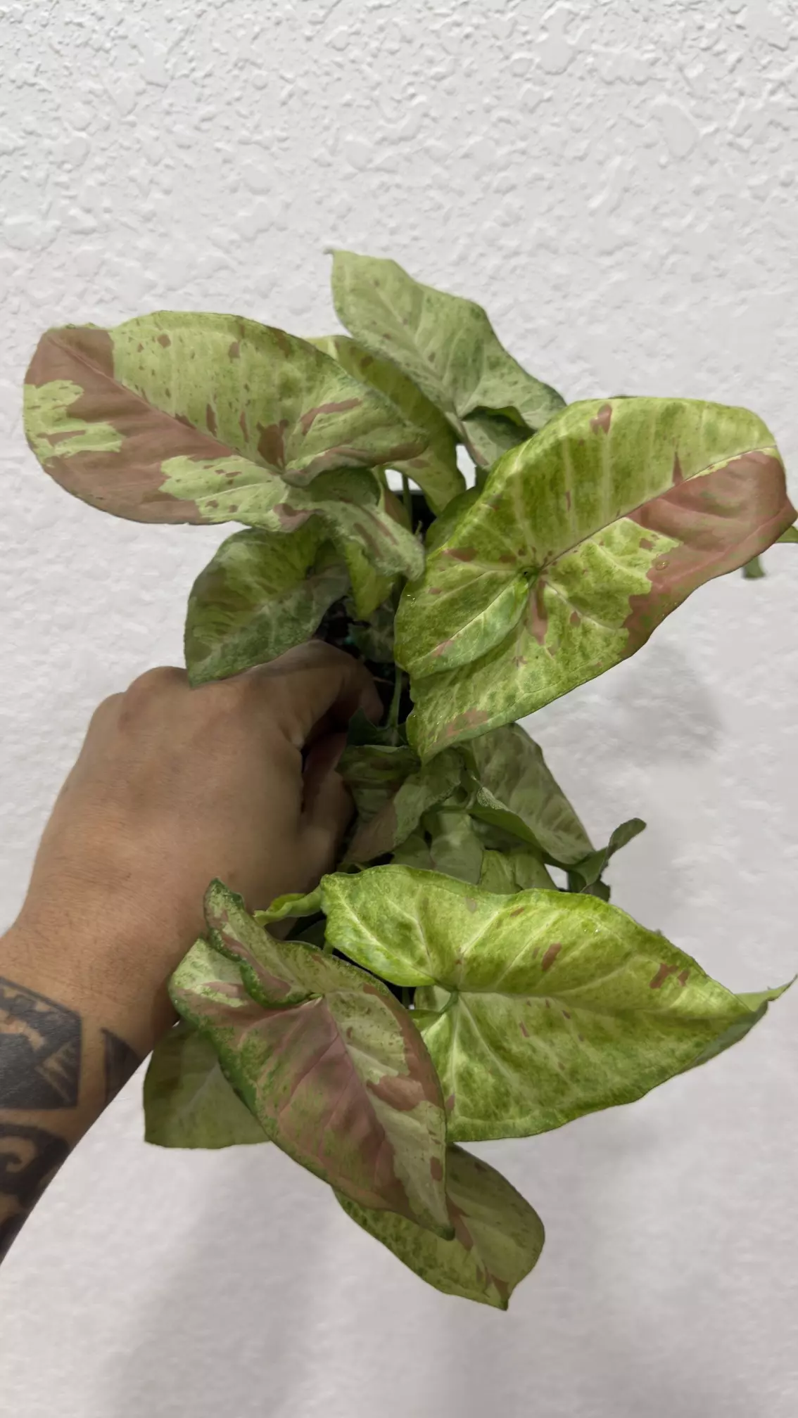 plant/Syn confetti-0