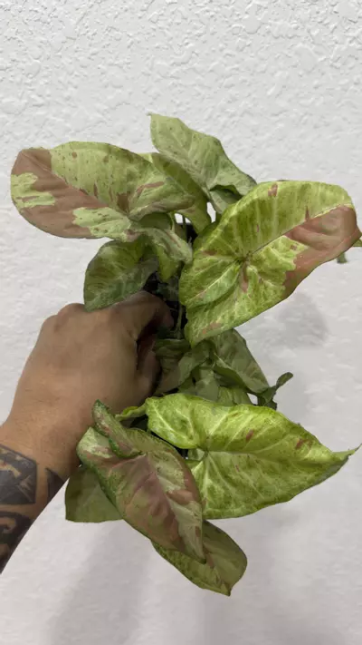 plant/Syn confetti-0-thumbnail