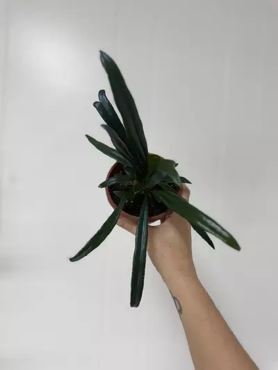 plant/Blue oil fern -0-thumbnail