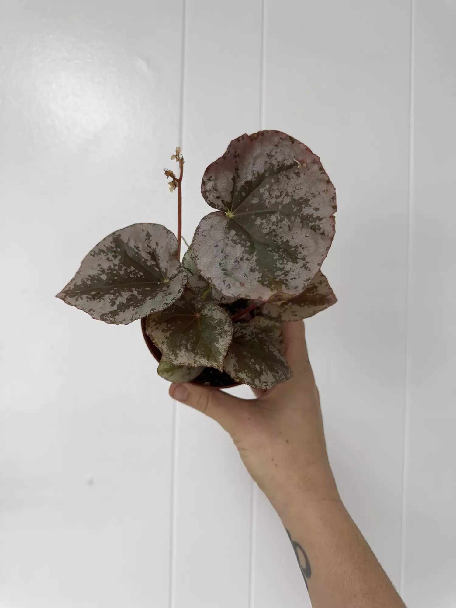 plant/Begonia sykakiengii-0
