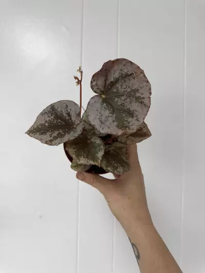 plant/Begonia sykakiengii-0-thumbnail