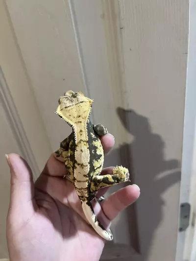 plant/Kds line male subadult 9.24.24 tricolor harlequin-3-thumbnail