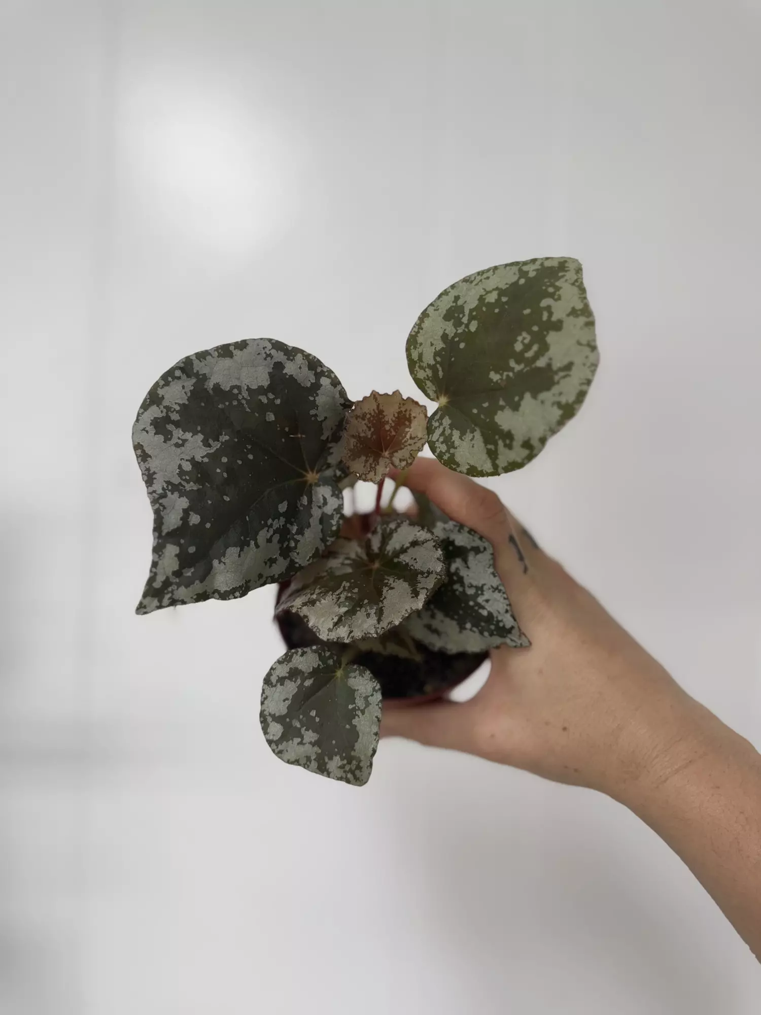 plant/Begonia  sykakiengii-0
