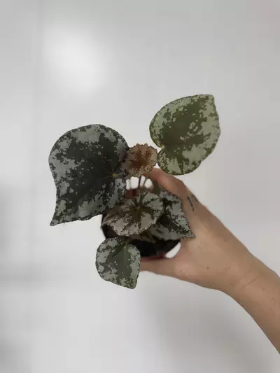 plant/Begonia  sykakiengii-0-thumbnail
