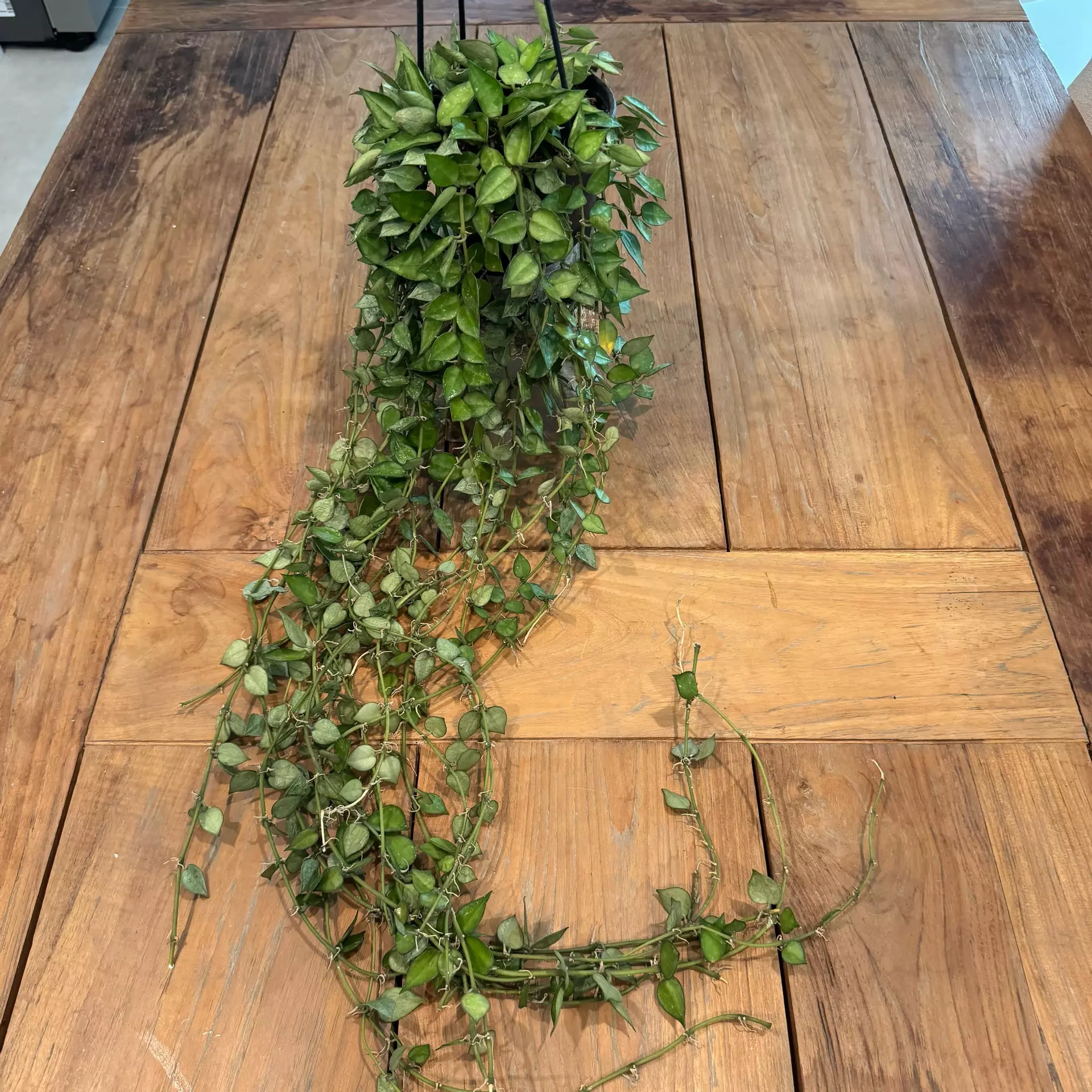 plant/Hoya Khroniana silver 5 inch 
Ref 2546
-0