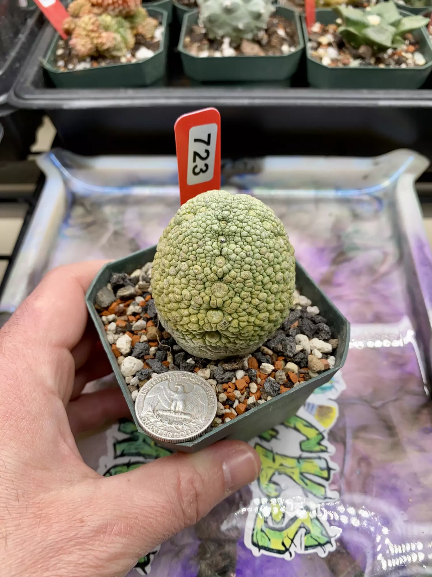 plant/723 Pseudolithos Mig (egg size)-0