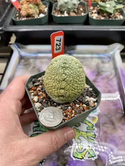 plant/723 Pseudolithos Mig (egg size)-0-thumbnail