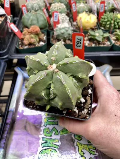 plant/763 XL Myriostigma Fukuryu Haku Jo Purple Hue-0-thumbnail