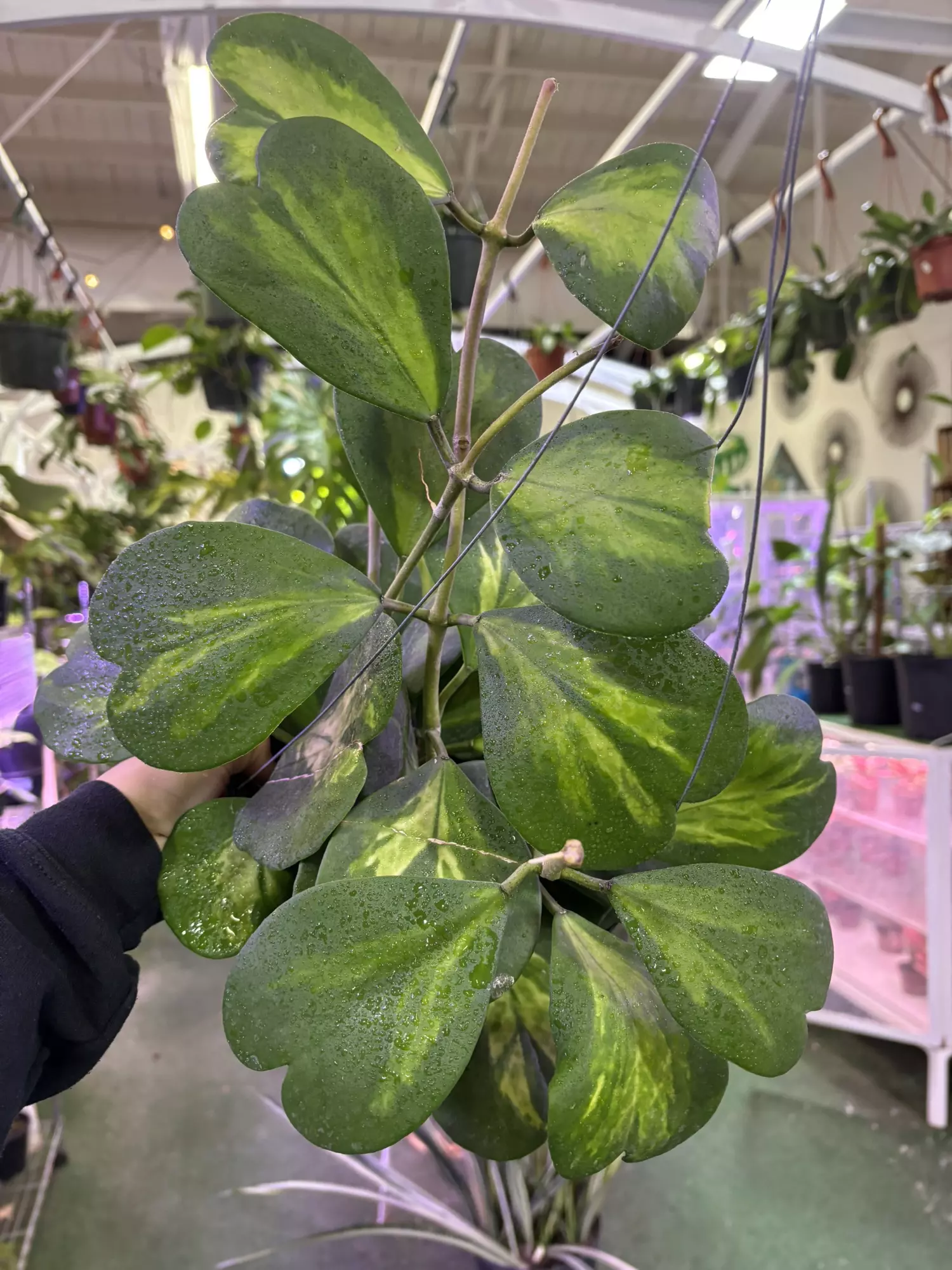 plant/Hoya Kerry variegated 8”-0
