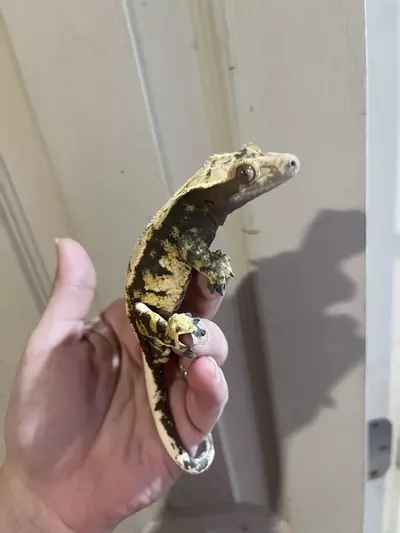 plant/Kds line male subadult 9.24.24 tricolor harlequin-2-thumbnail