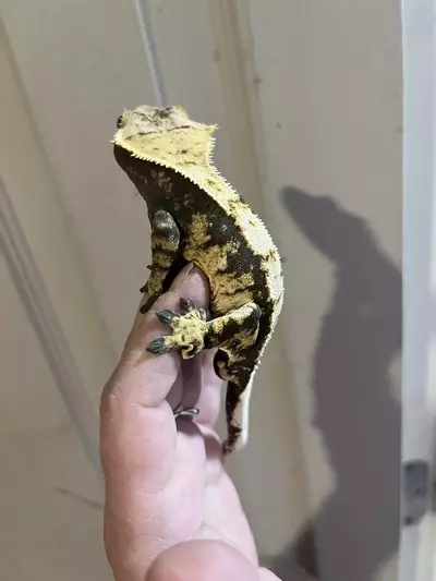 plant/Kds line male subadult 9.24.24 tricolor harlequin-0-thumbnail