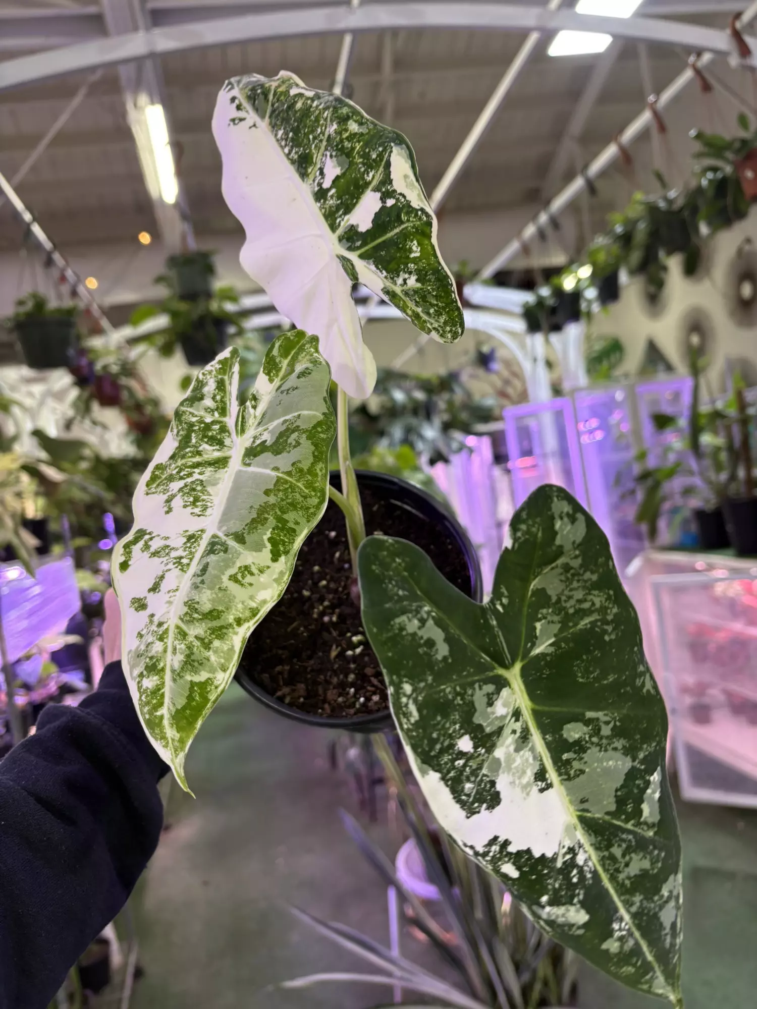 plant/Alocasia frydek variegated 6”-0