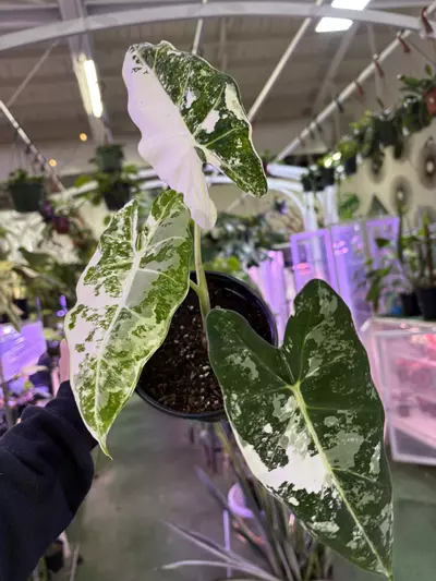 plant/Alocasia frydek variegated 6”-0-thumbnail