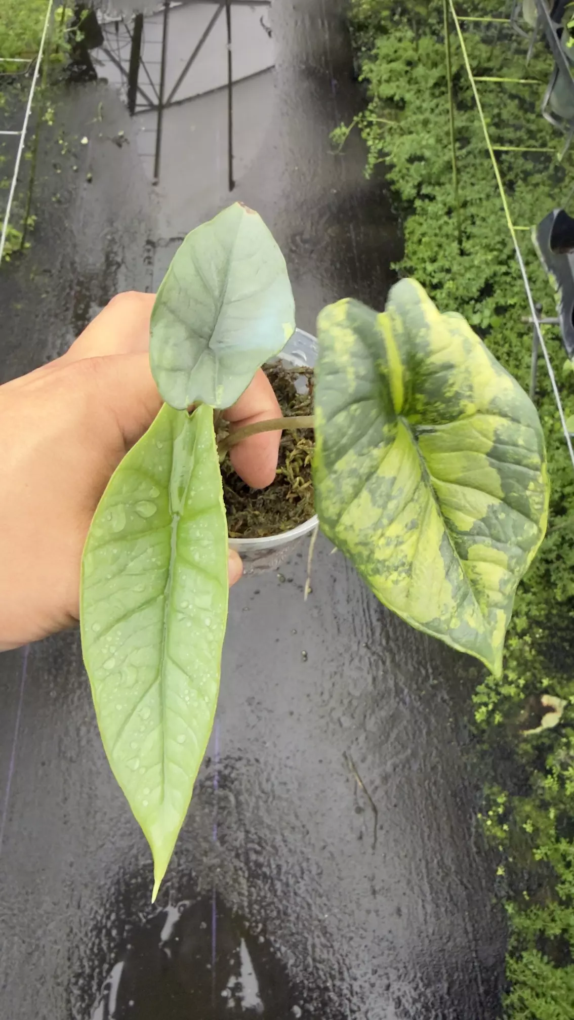 plant/Platinum Aurea -0