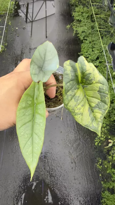 plant/Platinum Aurea -0-thumbnail