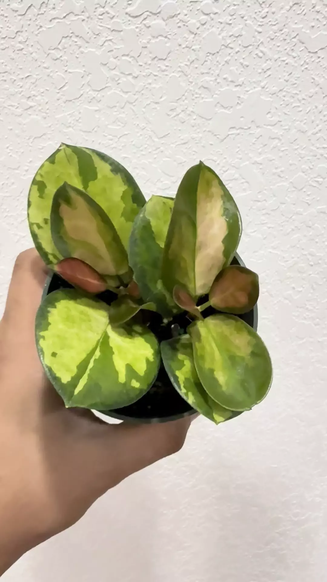 plant/Hoya Australis Lisa -0