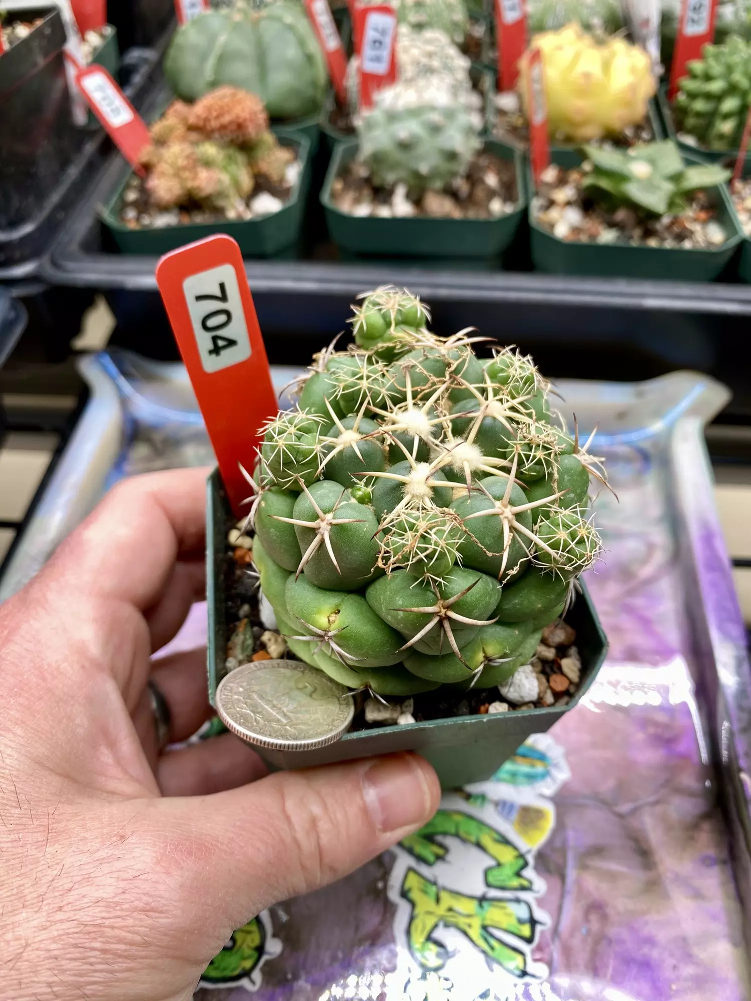 plant/704 Coryphantha Elephantidens-0