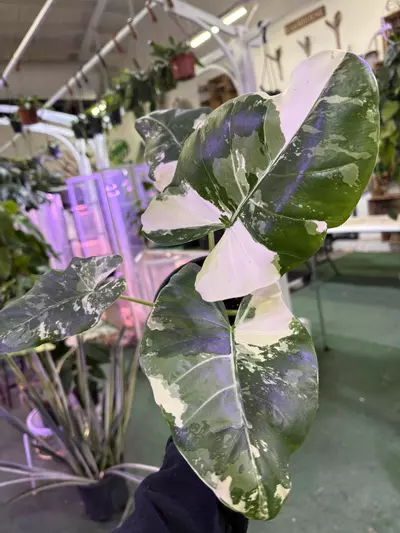 plant/Alocasia macrohiza variegated 6”-0-thumbnail