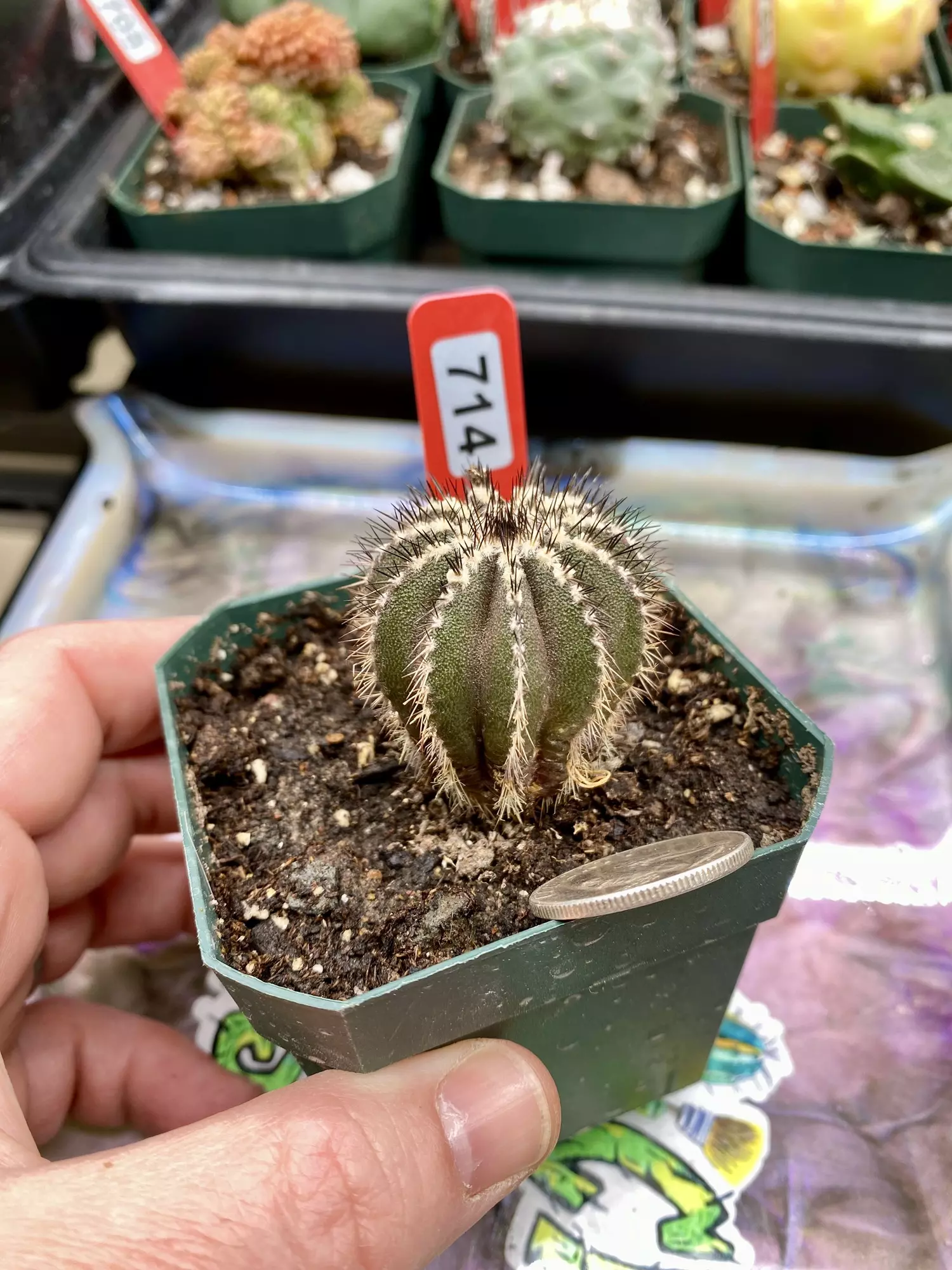 plant/714 Uebelmannia Pectinifera-0